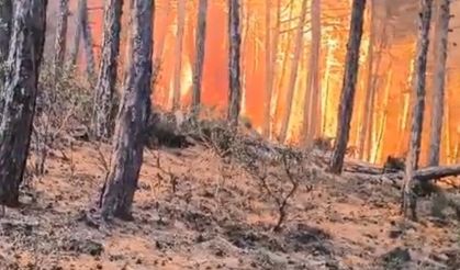 Şube müdürünün, alevlerin arasında kalan orman bölge müdürü ve ekibini kurtarma çabası kamerada