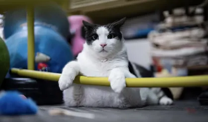 Tartıda 12 kiloyu gören Boncuk, diyet ve pilatesle zayıflıyor