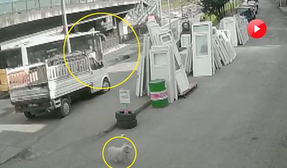 Köpekten kaçarken otobüsün çarptığı üniversiteli ağır yaralandı! İşte o anlar