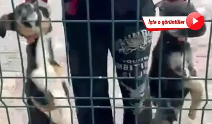 Burdur'da hayvan barınağındaki görüntülere soruşturma başlatıldı!