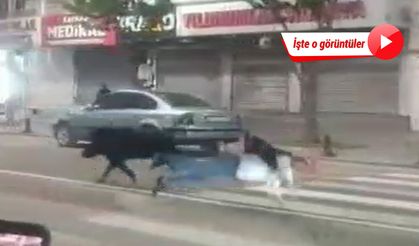 Batman'da kent merkezine inen yaban domuzu, önüne çıkan 3 kişiyi yaraladı!