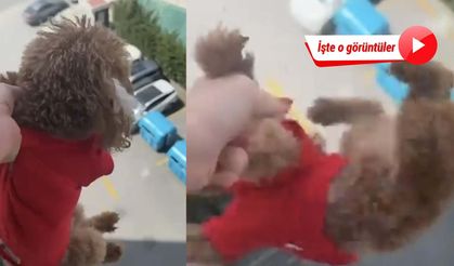 Köpeğine eziyet ettiği anları kayda aldı: 'Alkollüydüm' dedi