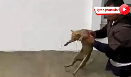 Sel sularına kapılan kediyi boğulmaktan kurtardı; o anlar kamerada!