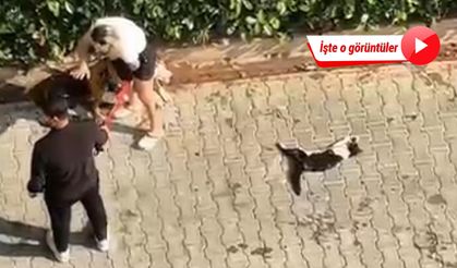 Ağızlıksız gezdirilen pitbull, kediyi öldürdü; sahibi, 'polisi aramayın' dedi