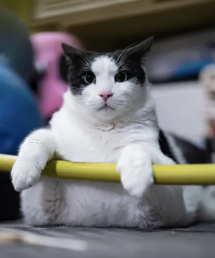 Tartıda 12 kiloyu gören Boncuk, diyet ve pilatesle zayıflıyor