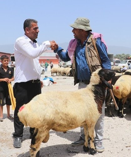Bayram yaklaşırken kurbanlıklarda fiyatlar dudak uçuklattı!