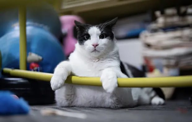 Tartıda 12 kiloyu gören Boncuk, diyet ve pilatesle zayıflıyor