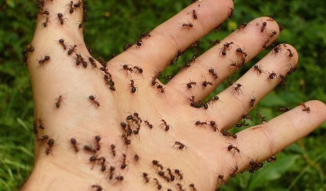 Evdeki karıncalardan kurtulmanın en etkili yolları