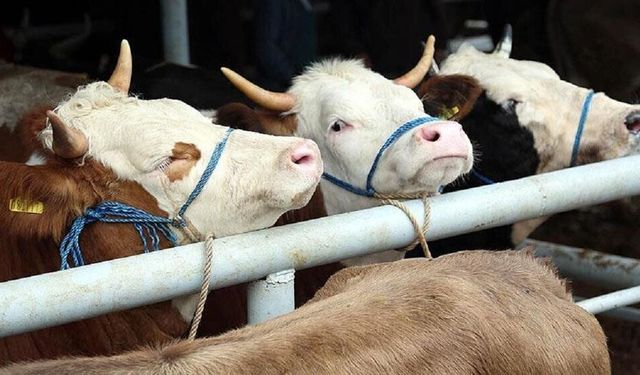 Kurban Bayramı tatili ne zaman başlıyor, kaç gün sürecek?