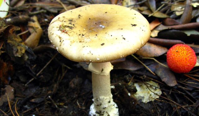 İnternette şifalı mantar dolandırıcılığı