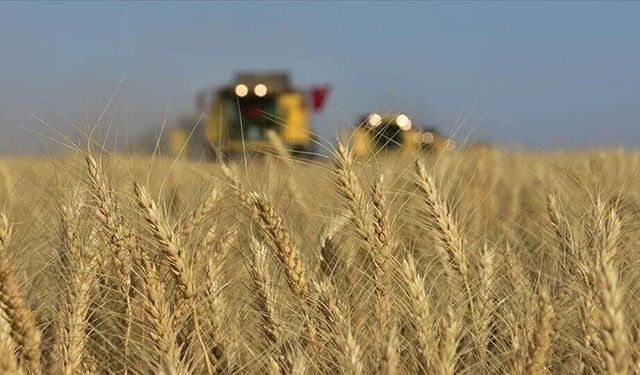 Tarım ve Orman Bakanlığı hububat alım fiyatlarını açıkladı
