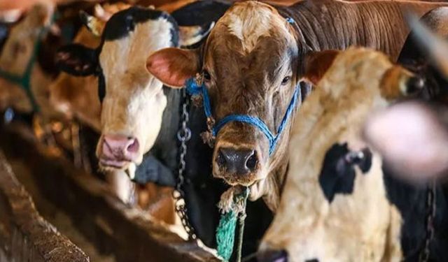 TÜİK açıkladı: Büyük ve küçükbaş hayvan sayısı arttı