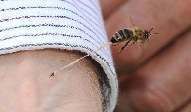 Arının soktuğu çiftçi, hayatını kaybetti