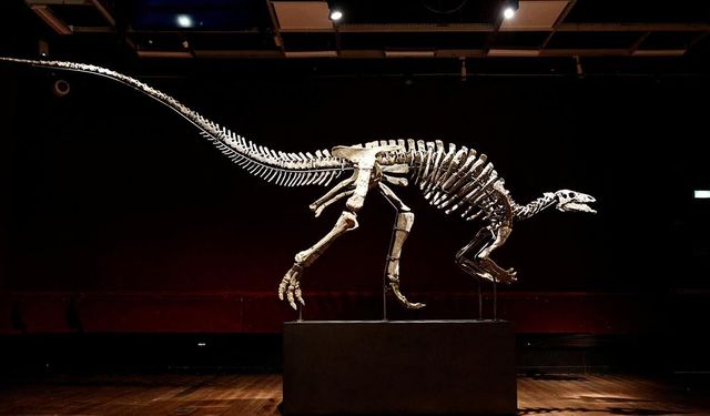 Dinozor iskeleti 50.1 milyon dolara satıldı
