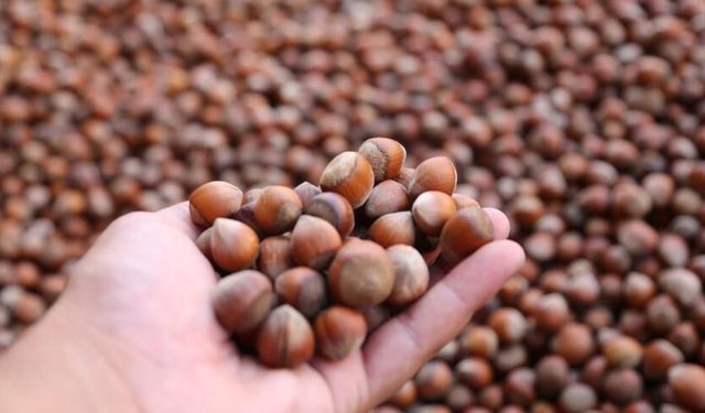 Fındık fiyatları dibi gördü: TMO'ya çağrı yapıldı