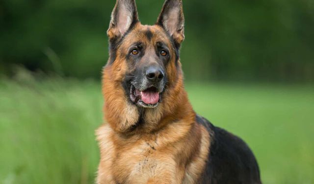 16 bin yıllık dostluk: En eski köpek DNA’sı, Türkiye’de bulundu