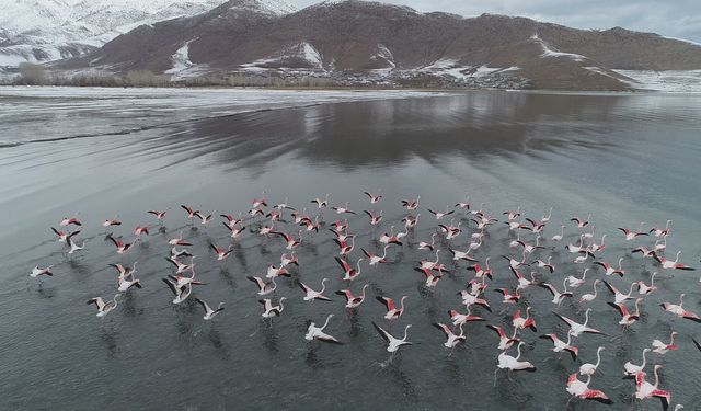 Van Gölü'nün 'allı turnalar'ı flamingolar göç etmedi