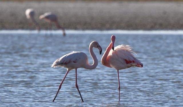 Tuz Gölü'nde bu yıl 4 bin 300 flamingo dünyaya geldi