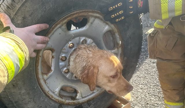 Kafasını aracın tekerlek jantına sıkıştıran köpek ekiplerce kurtarıldı