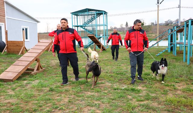 Arama kurtarma köpekleri olası afetlere hazırlanıyor