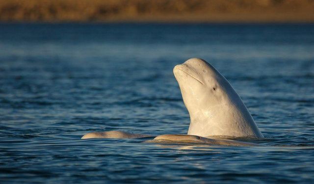 Balinalarda menopozun ömrü uzattığı tespit edildi