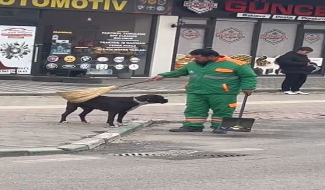 Temizlik personeli sokak köpeğini süpürgesi ile kaşıyıp sevdi