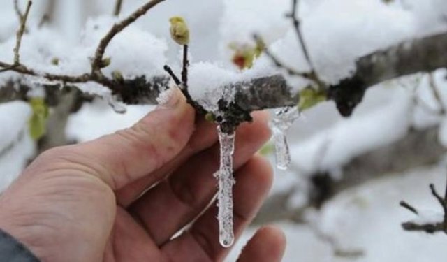 Ankara Valiliği'nden zirai don uyarısı