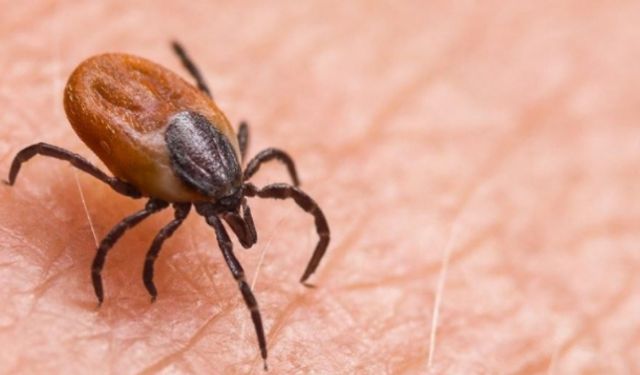 Sivas'ta Kırım Kongo Kanamalı Ateşi alarmı: 1 kişi daha hayatını kaybetti