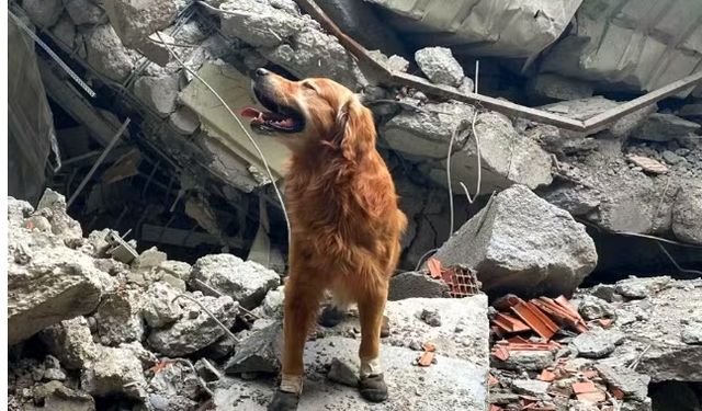 Depremde 18 kişiyi kurtarmıştı: Killian köpek hayatını kaybetti