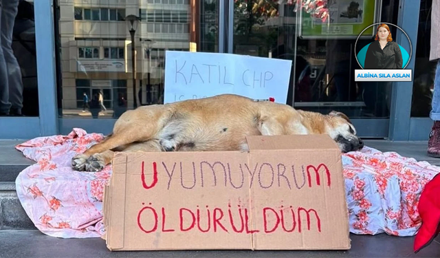 Hayvanseverlerden Çankaya Belediyesi’ne tepki: 'Uygulama değil, cinayet'