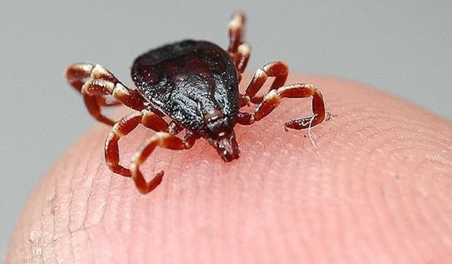 Kenelere karşı açık renkli giysi ve tam vücut örtüsü önerisi