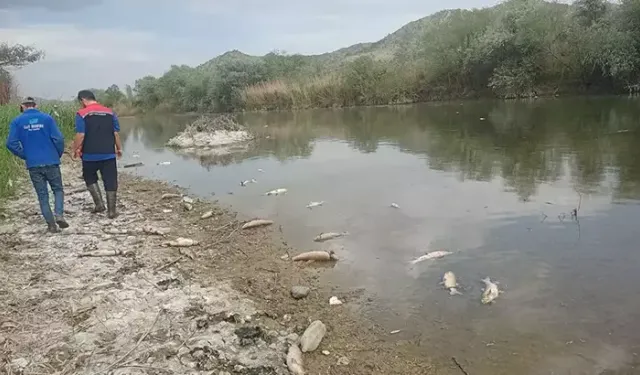 Kızılırmak’ta balık ölümleri: Elektrik şoku verildiği iddia edildi