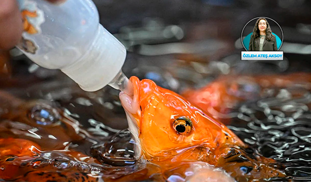 Baby Fish’ler kapatılmadı; Etimesgut ve Keçiören belediyeleri yönetmeliğe rağmen işletmelerin ruhsat almasına izin verdi