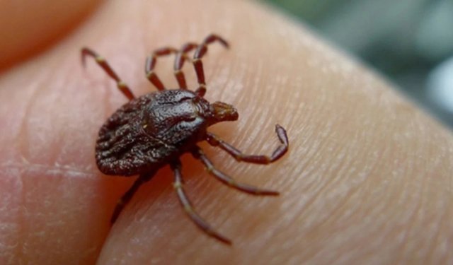 İstanbul Valiliği'nden kene ve sivrisinek uyarısı