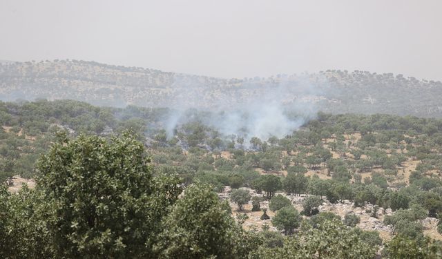 Mardin'de orman yangını