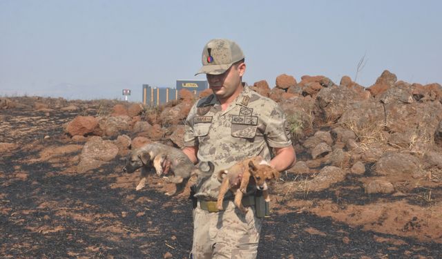 Yangında mahsur kalan yavru köpekleri jandarma kurtardı