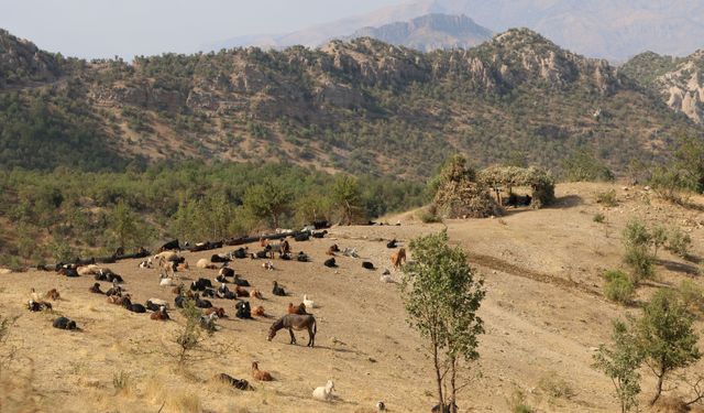 Şırnak’ta günlük 270 ton ağaç kesimi
