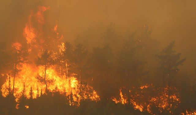 Hatay'da ormanlık alanda yangın çıktı