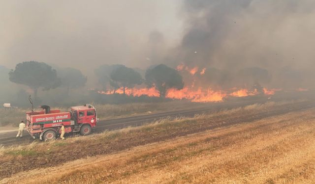 Aydın'da zeytinlik alanda çıkan yangına ilişkin baba ve oğlu gözaltına alındı