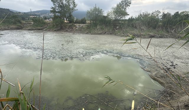 Bolu’da balık ölümleri