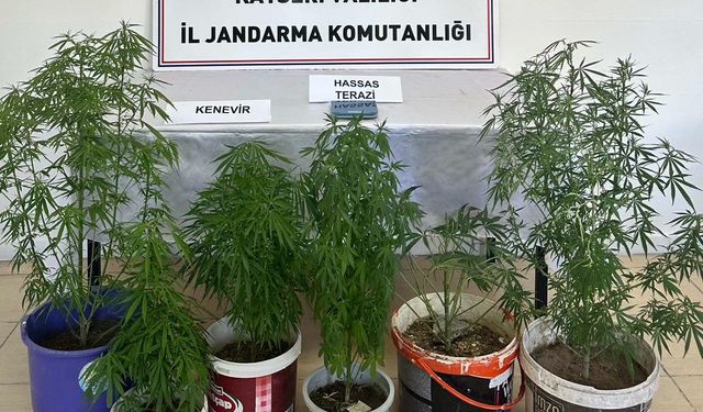 Evine kenevir tarlası kurdu!