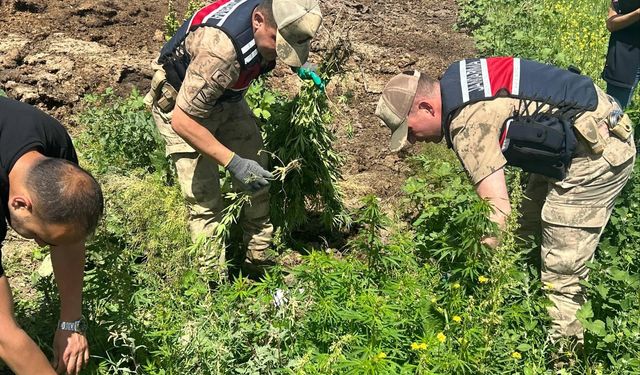 Kars'ta 42 bin 658 kök Hint keneviri ele geçirildi