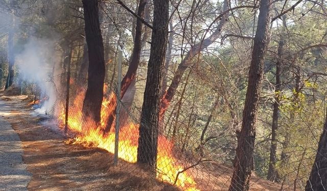 Kazdağları’nda orman yangını