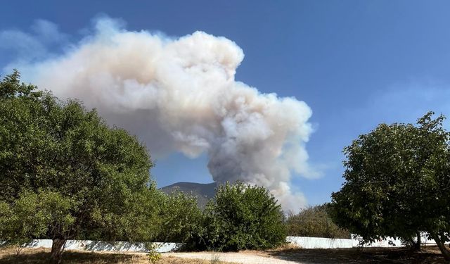 Denizli'nin Pamukkale ilçesinde orman yangını çıktı