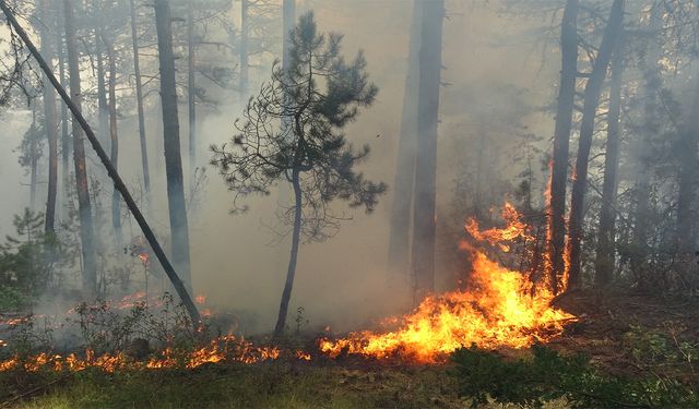 Karabük'te ormanlık alanda çıkan yangına müdahale ediliyor