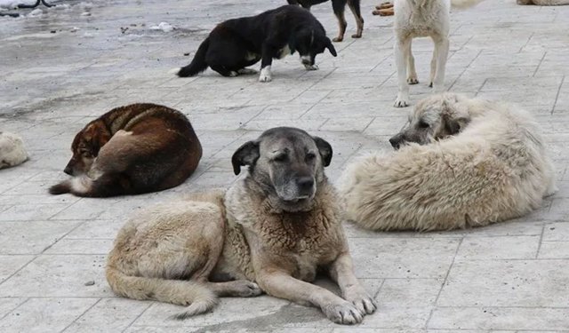 Sokak hayvanların yüzde 75’i sokaklardan toplandı