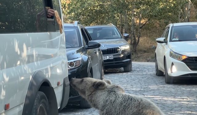 Nemrut Kalderası'na giden ziyaretçilerin tehlikeye aldırış etmeden bozayıları beslemesi kamerada