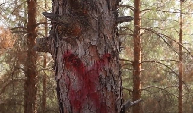 Adıyaman’da ağaç kıyımı