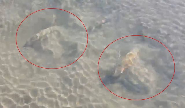 İznik Gölü’nde tarihi eser olduğu değerlendirilen sütun başlıkları bulundu