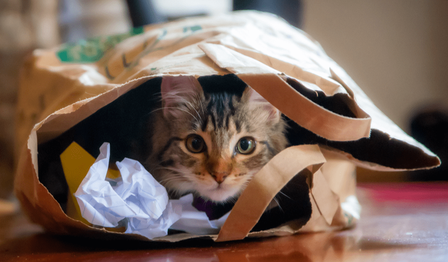 Kedilerin neden hep dört ayak üstünde düştüğü ortaya çıktı